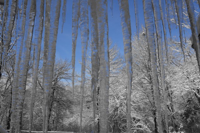 Icicle Forest, February 2014